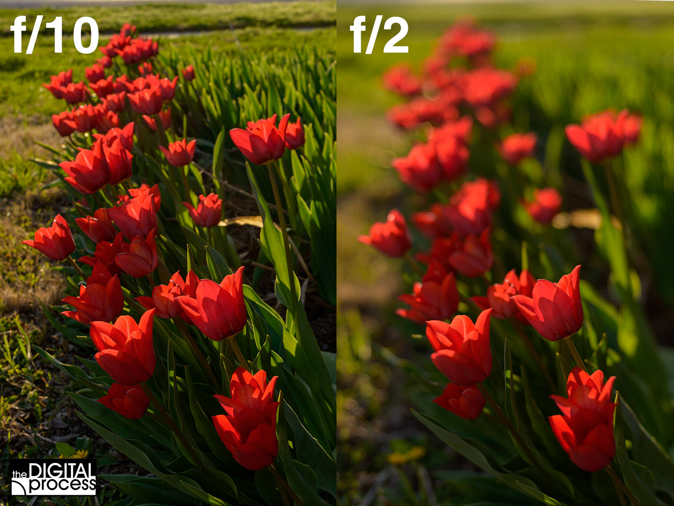 how-aperture-affects-your-photos.jpg